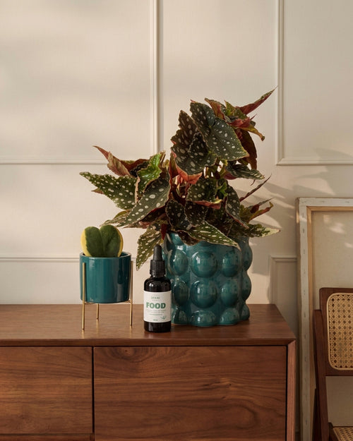 Alimento para Plantas – Comida para Plantas de Interior 50ml