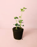Planta do Amendoim M