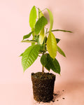 Planta do Cacau M