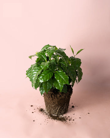 Planta do Café Arábica M