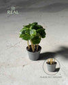 Planta del Café Arabica Mini - Pur Plant