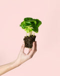 Planta de Café Arábica Mini