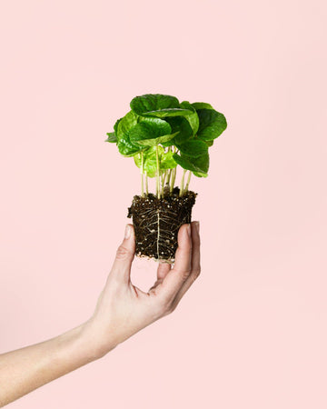 Planta de Café Arábica Mini