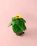 Planta do Girassol M