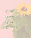 planta-del-girasol-m-care