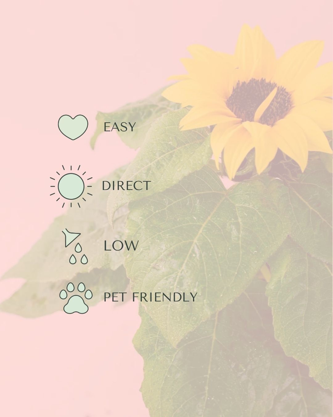 planta-del-girasol-m-care