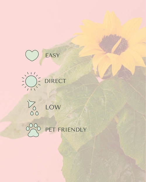 planta-del-girasol-m-care