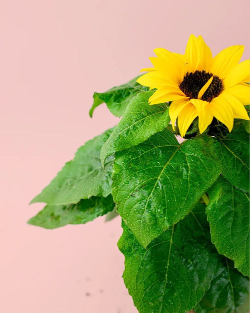 Planta del Girasol M - Pur Plant