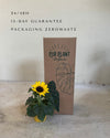 planta-del-girasol-m-packaging