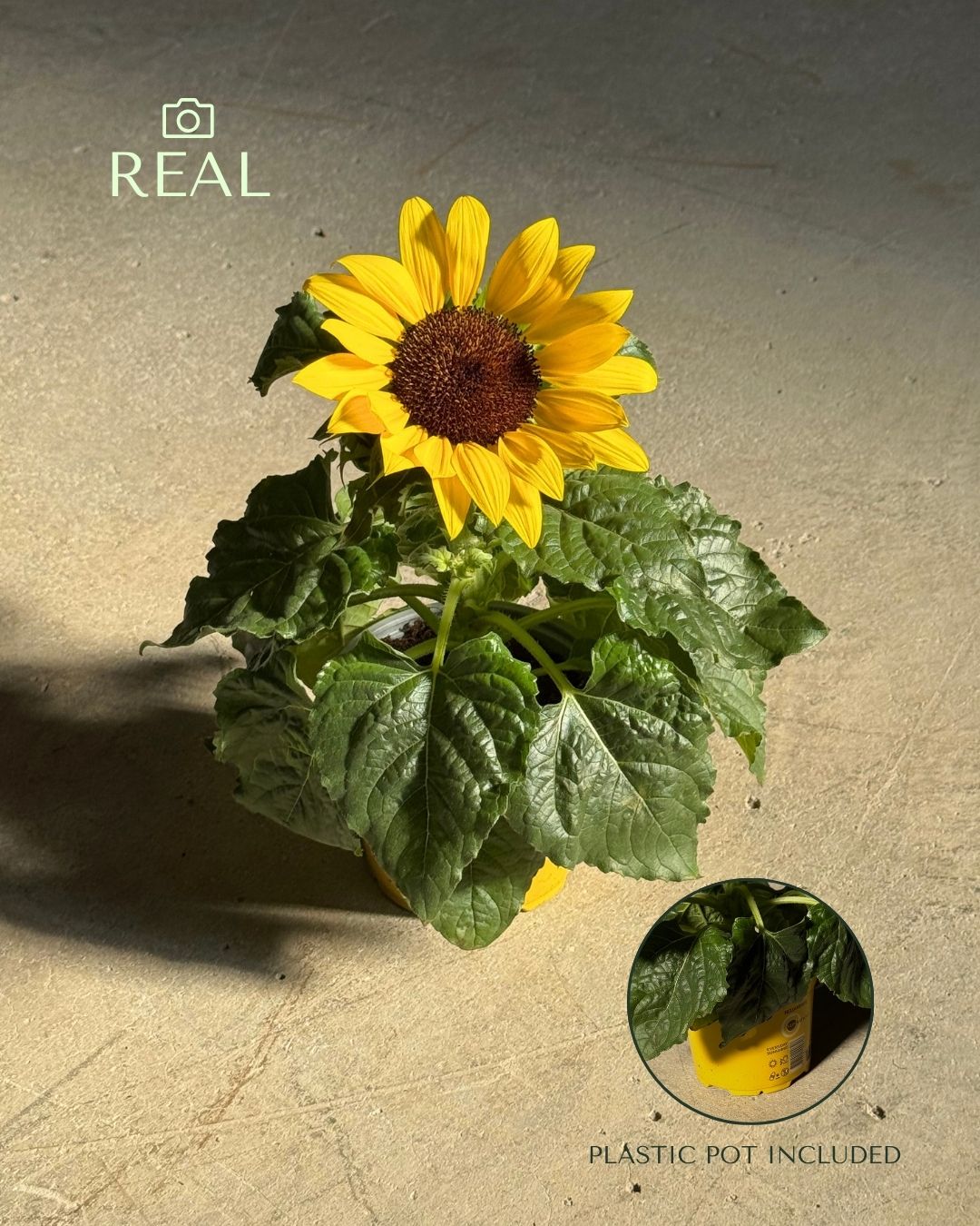 planta-del-girasol-m-real
