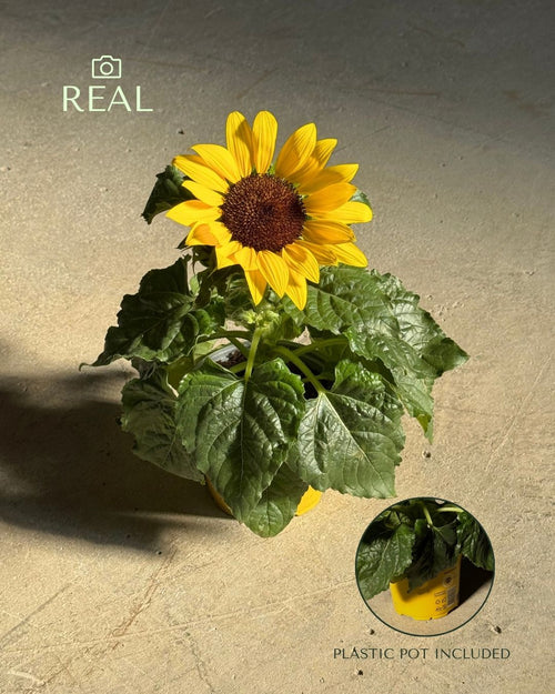 planta-del-girasol-m-real