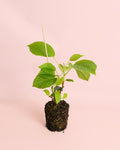 Planta de Kiwi