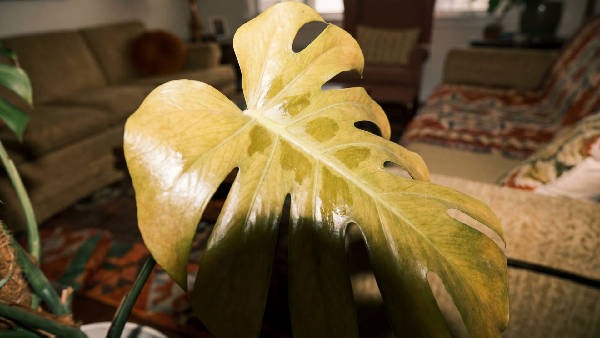 mi planta tiene las hojas amarillas 