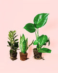Pack 3x Plantas Médias Resistentes