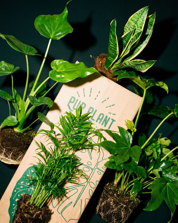 Black Plantas Interior