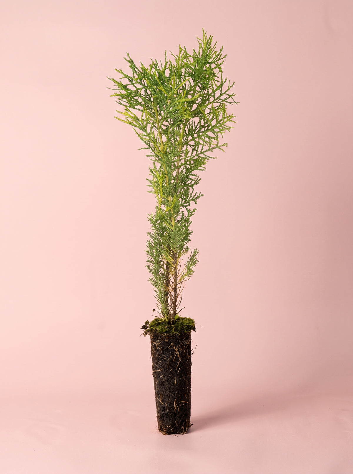 Donación Plantón de Árbol Autóctono · Reforestación