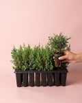 Donación Plantón de Árbol Autóctono · Reforestación