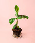 Bananeira Musa