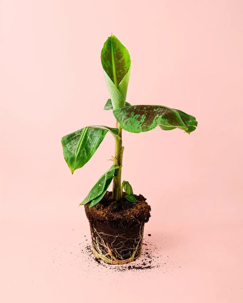 Bananeira Musa