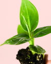 Platanera Musa Mini - Pur Plant