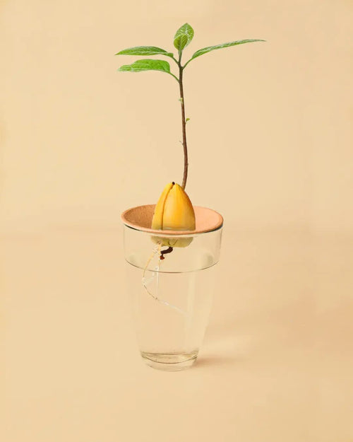 Plato de Germinación Terracota para Aguacate - Pur Plant