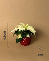 Poinsettia Blanca Mini - Pur Plant