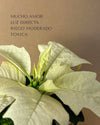 Poinsettia Blanca Mini - Pur Plant