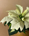 Poinsettia Blanca Mini - Pur Plant
