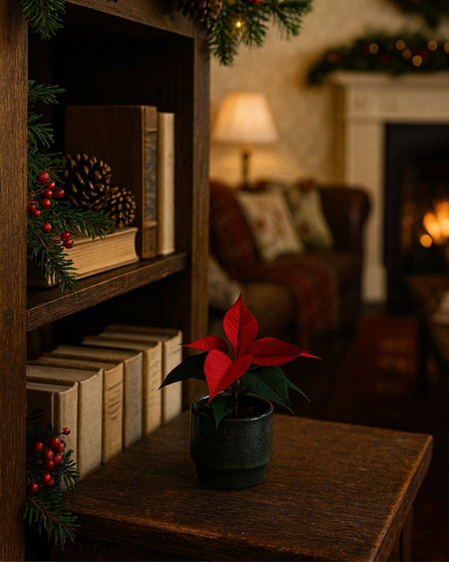 Poinsettia Roja Mini - Pur Plant