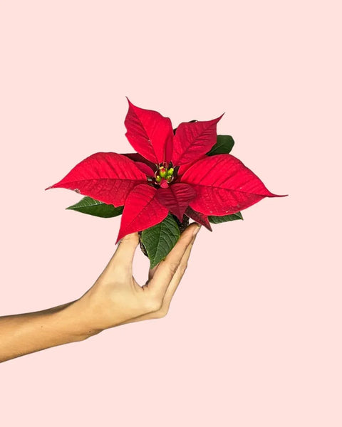 Poinsettia Vermelha Mini