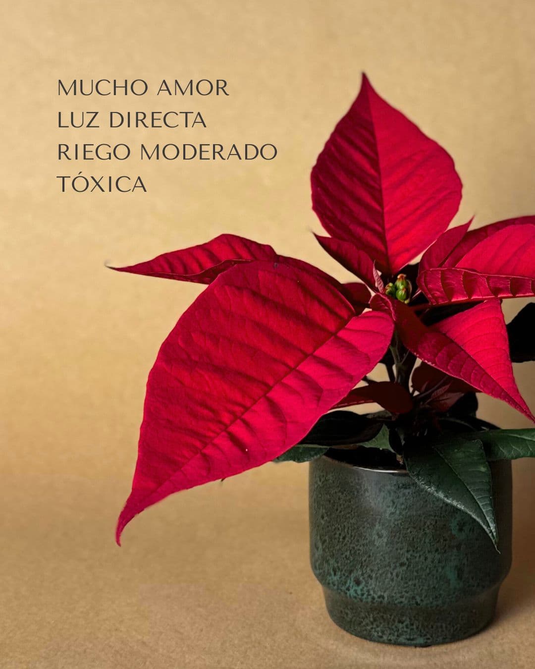 Poinsettia Roja Mini - Pur Plant