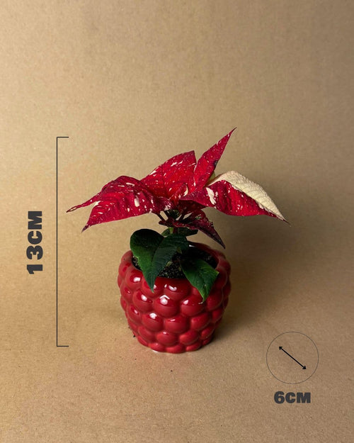 Poinsettia Variegada Mini - Pur Plant