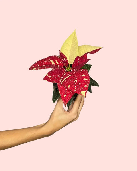 Poinsétia Variegada Mini