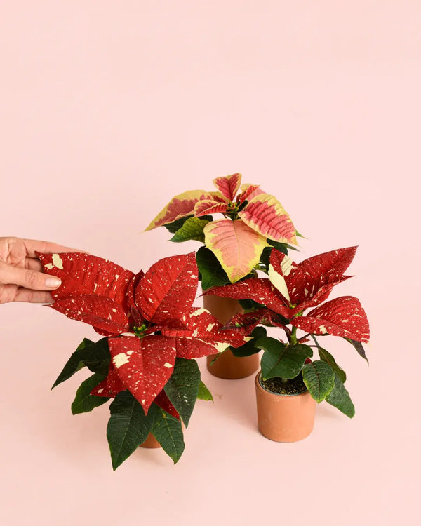 Como Cuidar Plantas de Natal