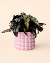 Poppy - Maceta Cerámica Rosa M 12 cm - Pur Plant