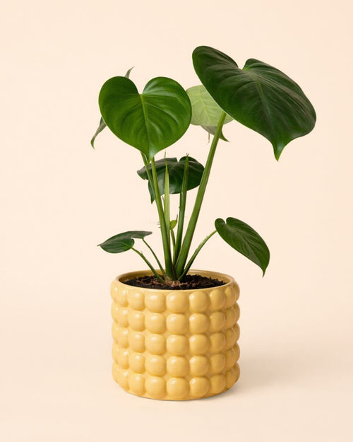 Poppy – Maceta Cerámica Salmón M 12 cm - Pur Plant