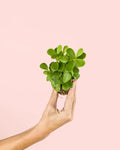 Portulacaria afra mini