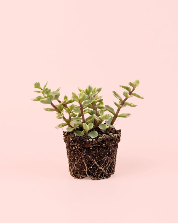 Plantas Portulacaria