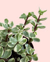 Portulacaria Afra Variegata M