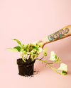 Potho Variegado M - Pur Plant