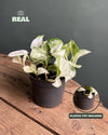 Potho Variegado M - Pur Plant