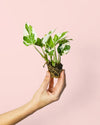 Potho Variegado N´Joy Mini - Pur Plant