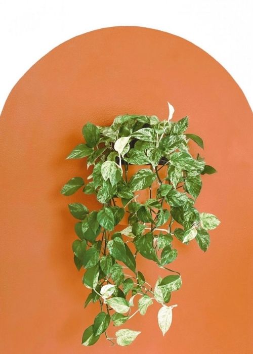 Problemas Plantas Pothos
