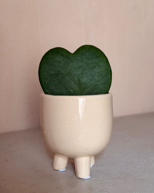 potit-hoya-kerrii-contexto_2