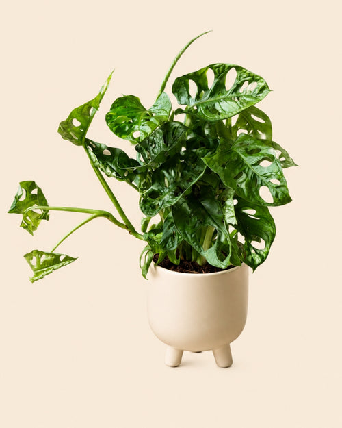 potit-mediana-maceta-monstera adasonii