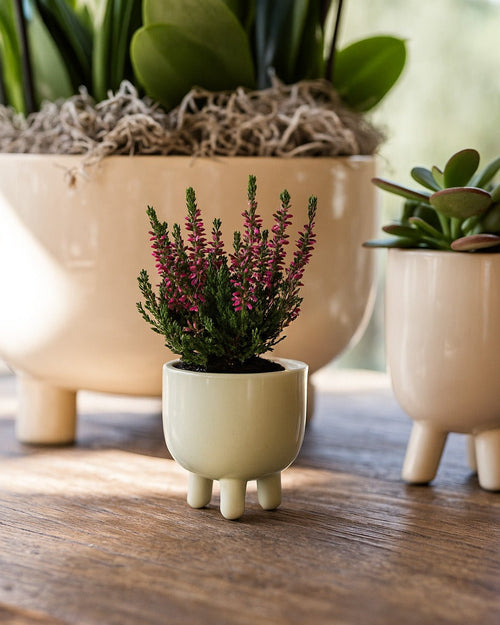 Potit – Mini Maceta Cerámica Beige 6 cm - Pur Plant