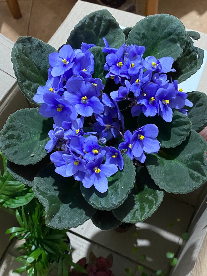 Foto de la reseña de Melany Melgarejo