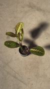 Maranta Leuconeura Mini