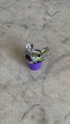 Tradescantia Nanouk Mini