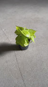 Philodendron Lima M